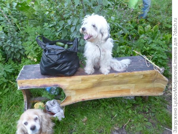 Огородная инспекция