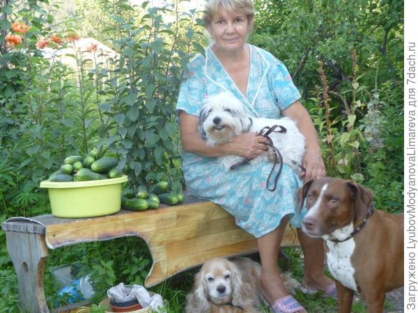 Огородная инспекция