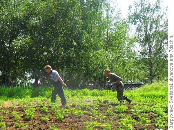 Дедовский метод окучки картошки на даче.