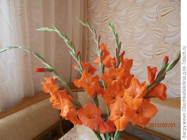 День, когда распустились гладиолусы.