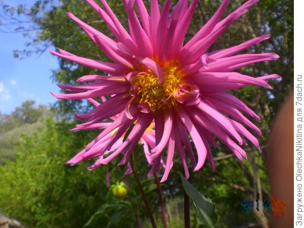 Мои георгины - ВЕСЁЛЫЕ РЕБЯТА.