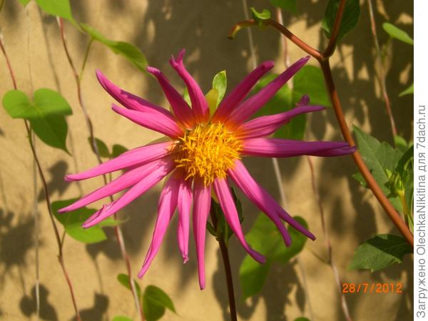 георгина &amp;quot;Веселые ребята&amp;quot;