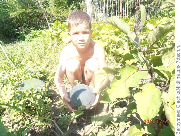 Арбуз Огонек, собирает внук Рустам.