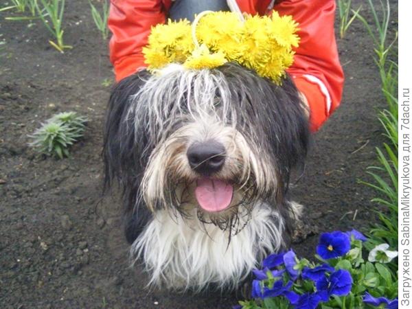 Наша Дача