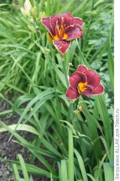 любимая дача!