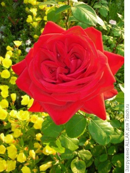 любимая дача!