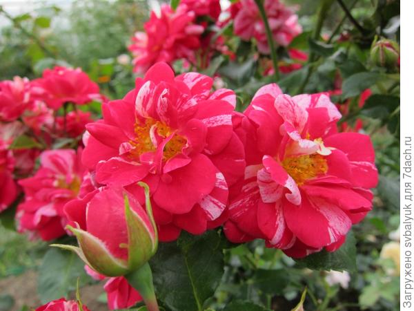 Мой Розарий