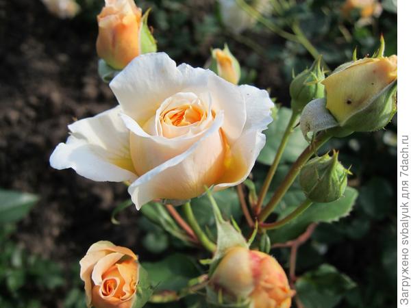 Мой Розарий