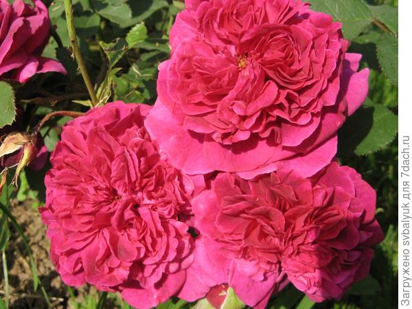 Мой Розарий