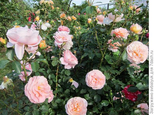 Мой Розарий