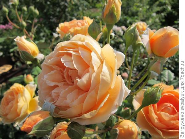 Мой Розарий