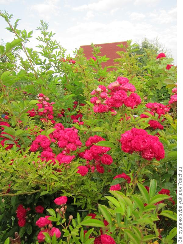 Мой Розарий