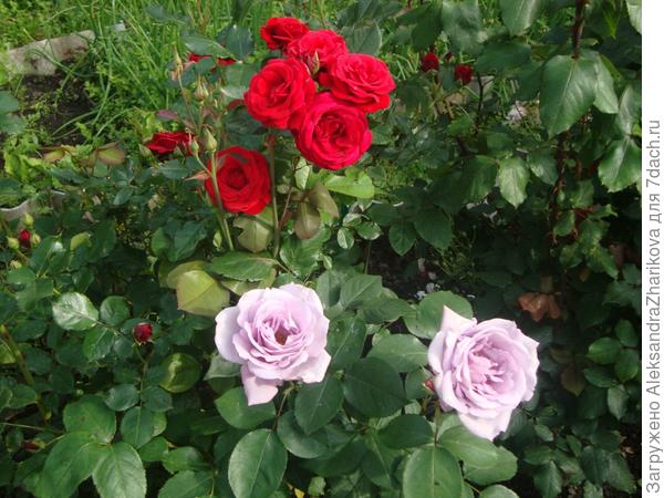 Моя любимая дача