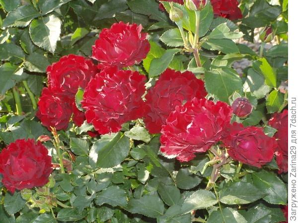 Забавная денек