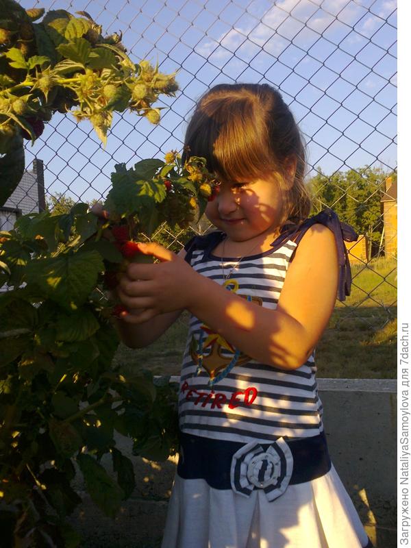 Вот такой урожай на нашей молодой даче!
