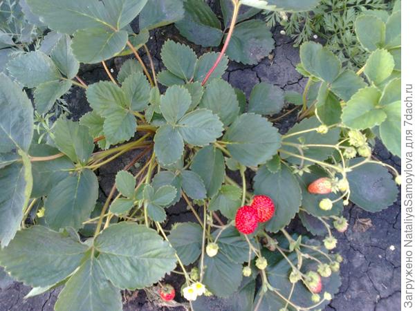 Вот такой урожай на нашей молодой даче!