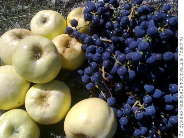 Вот такой урожай на нашей молодой даче!