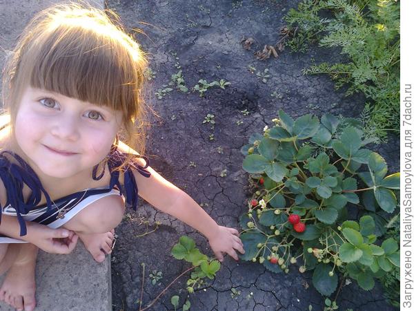 Вот такой урожай на нашей молодой даче!