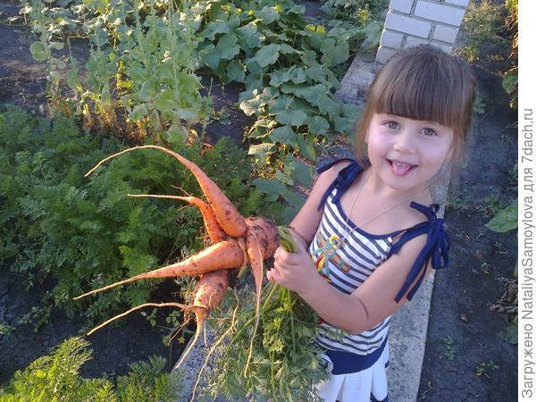 Вот такой урожай на нашей молодой даче!