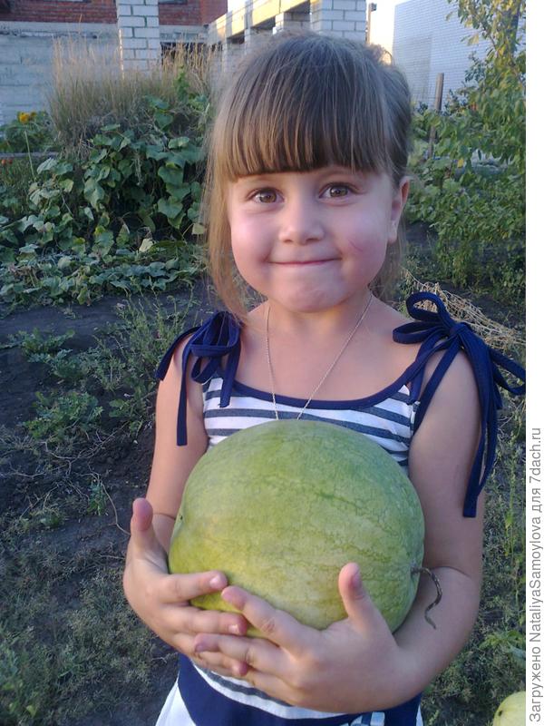 Наши арбузы.