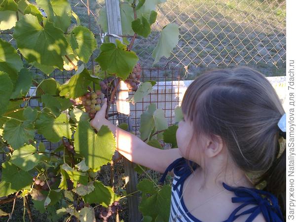 Вот такой урожай на нашей молодой даче!