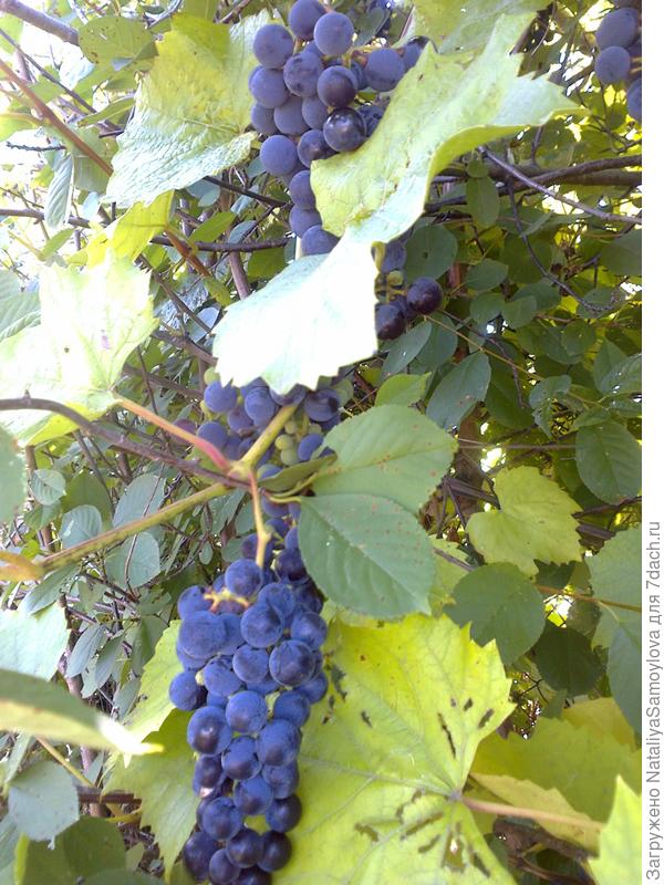 Вот такой урожай на нашей молодой даче!