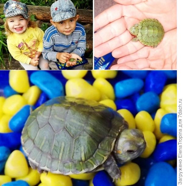 Черепашка Кетана .