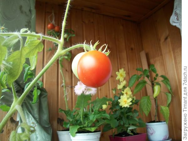 Моя дачка в Горелово - Цветочки и ягодки + рыбалка!!!