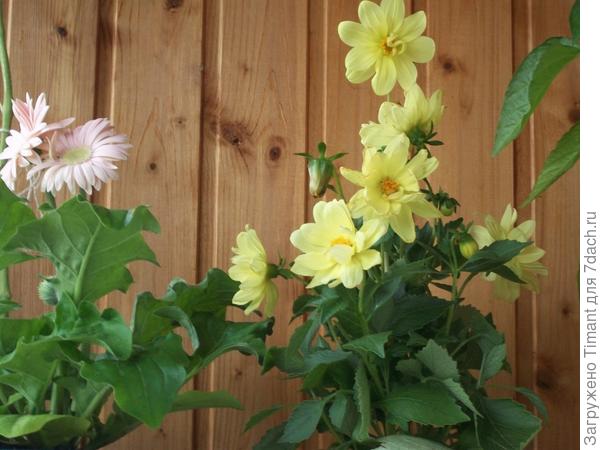 Моя дачка в Горелово - Цветочки и ягодки + рыбалка!!!