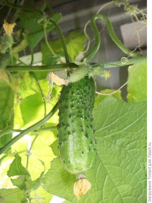 Моя дачка в Горелово - Цветочки и ягодки + рыбалка!!!