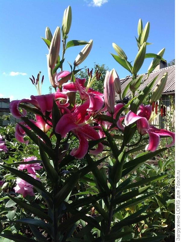 Лето, ах лето!