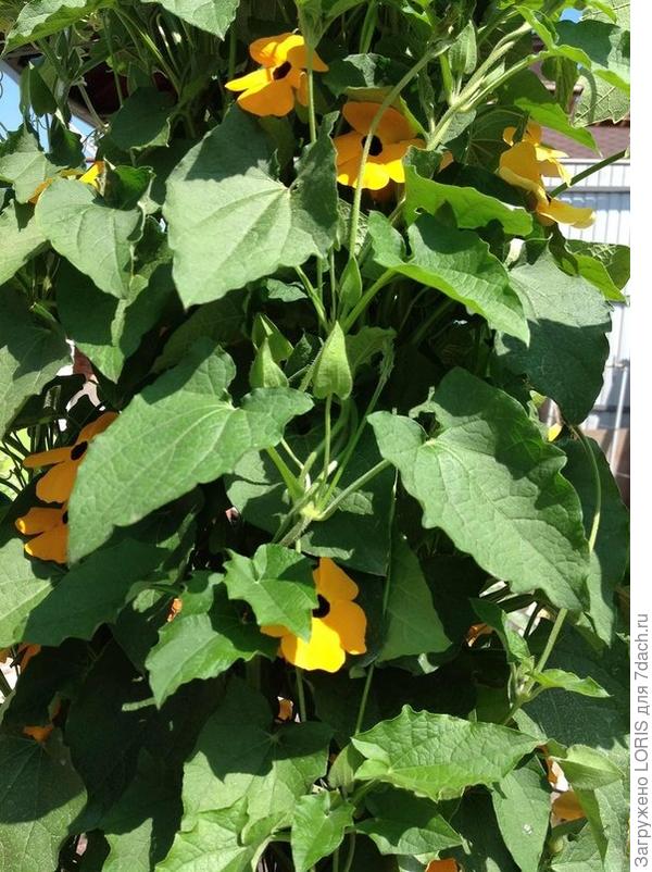 Лето, ах лето!