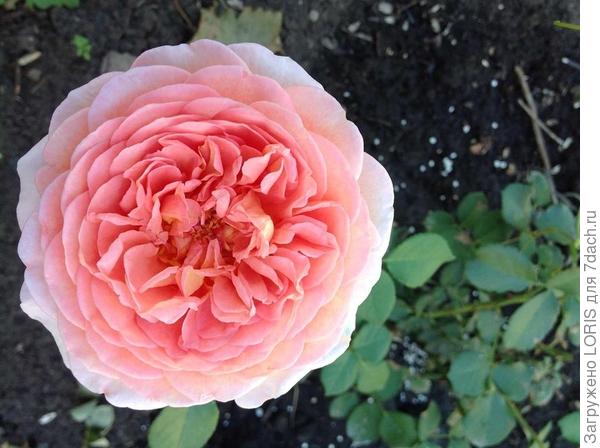 Лето, ах лето!