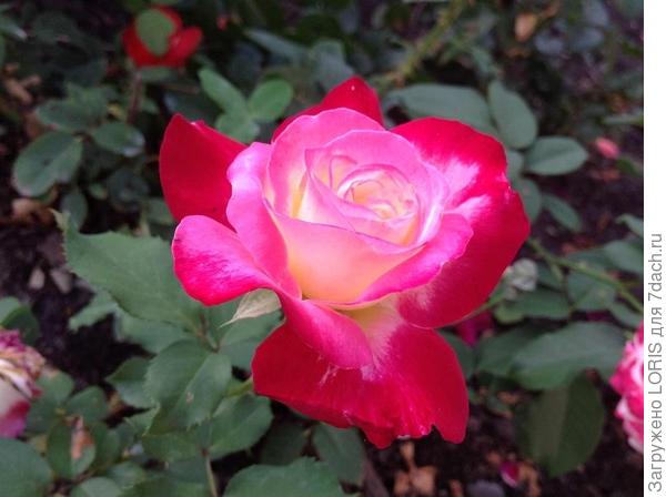 Лето, ах лето!