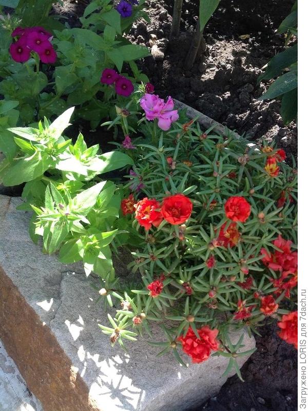 Лето, ах лето!