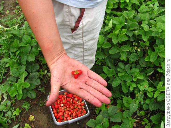 МОЯ ПРЕКРАСНАЯ ДАЧА