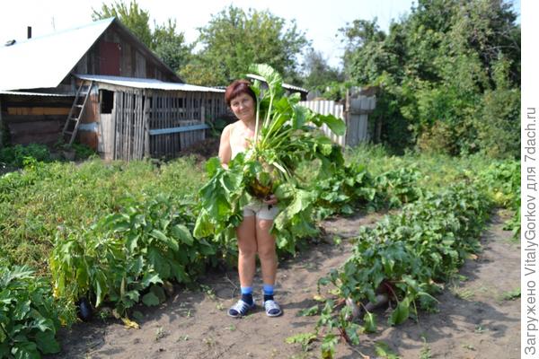 Гигантская репка