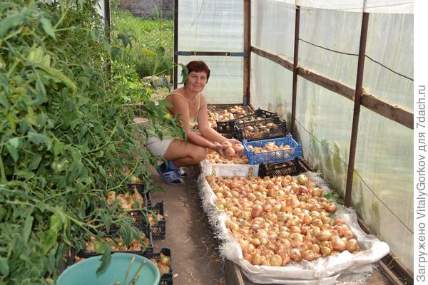 Лук репчатый