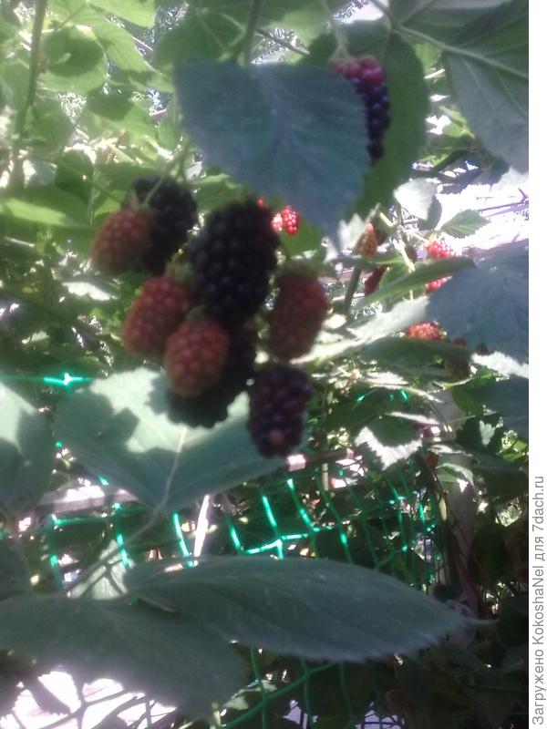 а вот мои хвасталки!!! на первом и втором фото мои абрикосы, на 3-4 фото моя ежевика, есть еще много всего, но фото оставляет желать лучшего!