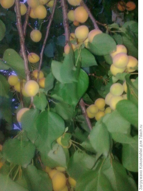 а вот мои хвасталки!!! на первом и втором фото мои абрикосы, на 3-4 фото моя ежевика, есть еще много всего, но фото оставляет желать лучшего!