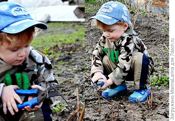Сикатор - вещь не заменимая!Димка это понял и весной помогает бабушке (она у нас главный дачник!!)обрезать смородину!