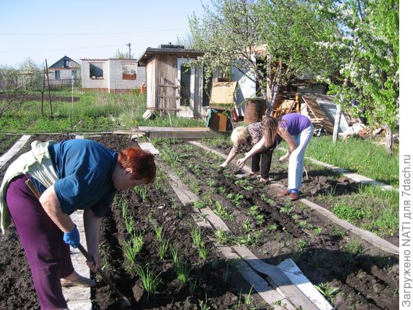 Самый главный инструмент на даче-это лопата и тяпка.