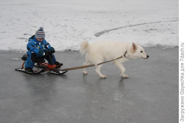 собака ездовая