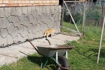 Летний день на даче глазами ребенка... ,)