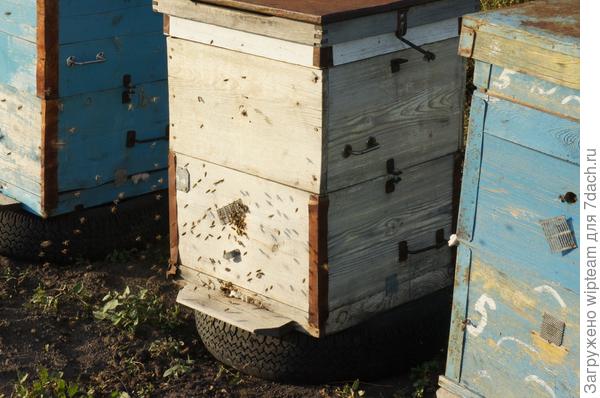 Сосед разводит пчёл, что посоветуете?