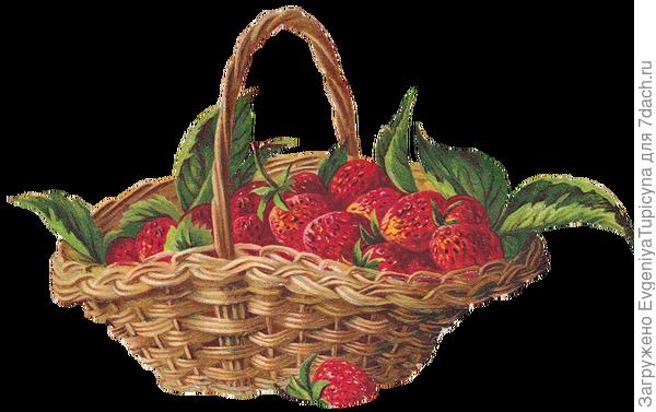 ягоды для Алёшки!