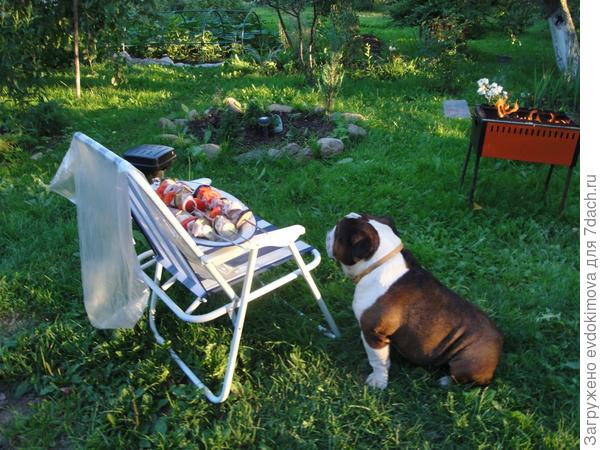 Мой Чарлик на даче