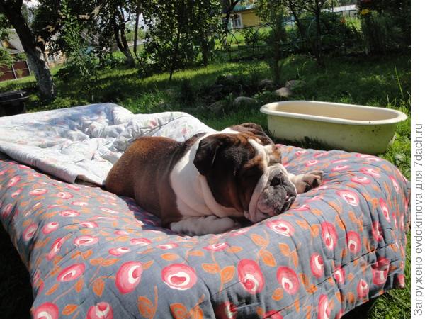 Мой Чарлик на даче