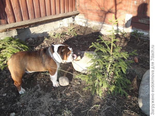 Мой Чарлик на даче