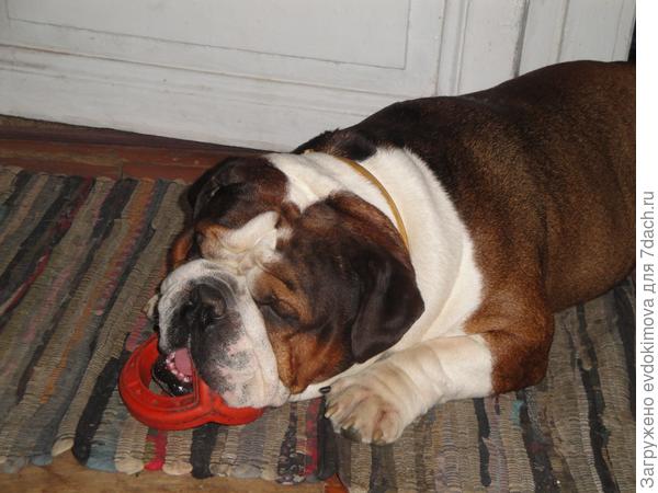 Мой Чарлик на даче